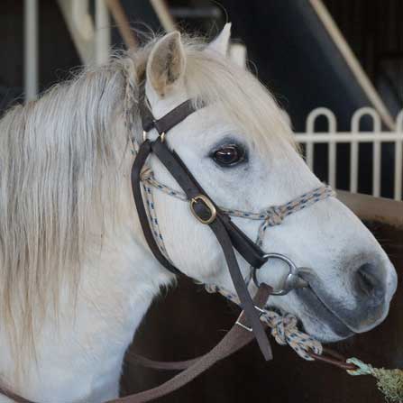 white horse named cupcake