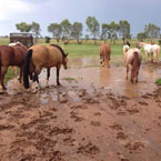 supervised trail rides