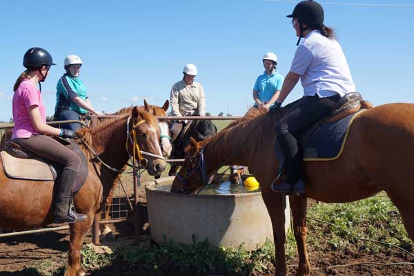 horses drinking water