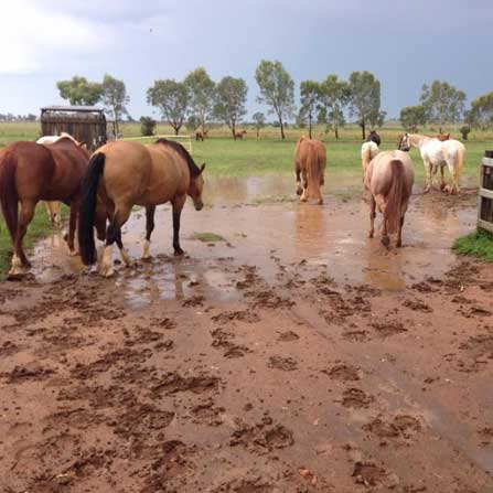 horses in paddock